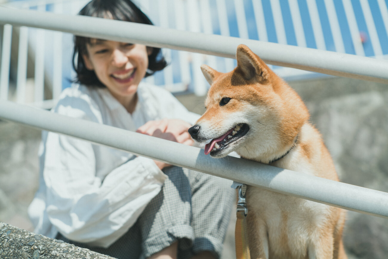 柴犬,モデル,kiki,鎌倉