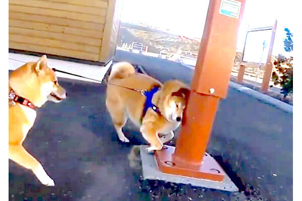 犬も歩けば棒にあたっちゃった…よそ見して大胆に“ゴチン!”した 犬も歩けば棒にあたっちゃった…よそ見して大胆に“ゴチン!”した