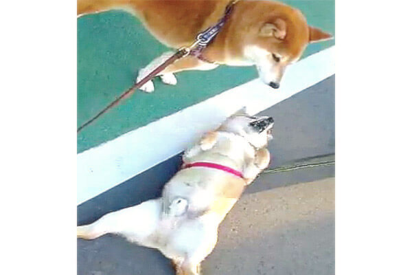 道路で急にゴロゴロ転がるクセがある柴犬と それを静かに待ってくれるお友達柴犬との温度差がジワる 動画 柴犬ライフ Shiba Inu Life 道路で急にゴロゴロ転がるクセがある柴犬と それを静かに待ってくれるお友達柴犬との温度差がジワる 動画 柴犬ライフ Shiba Inu Life