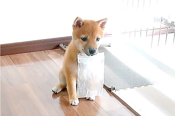 世界一可愛いビニール袋の強奪犯 こんな姿で人質を見せられたらもうたまらん こりゃ手強いぞ 動画 柴犬ライフ Shiba Inu Life