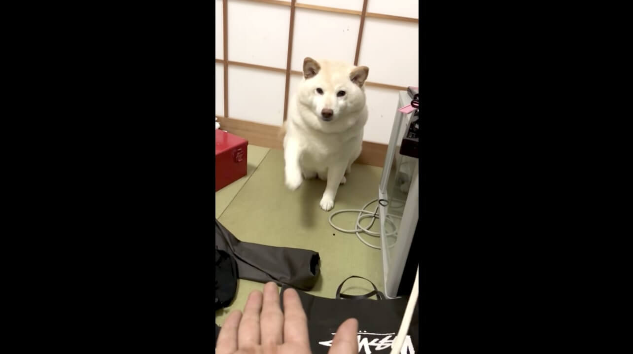 犬 ワフッ