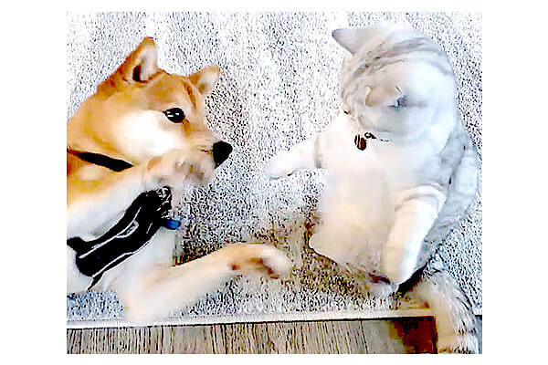 まとめて赤猫コシェルドゥお散歩柴犬猫福猫 （自分のことを“柴犬