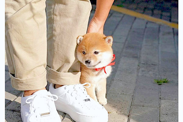 行っちゃヤダ と飼い主を追いかけ引き止めた柴犬パピー どれだけ控えめに言っても天使だったよ 動画 柴犬ライフ Shiba Inu Life