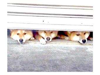 リスの頬袋にはどんぐり 柴犬の頰袋には 夢と希望が詰まっている と思う だってこんなに膨らむのだから 柴犬ライフ Shiba Inu Life