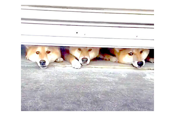シャッターの隙間から覗く柴犬たちの可愛さがヤバイ 道で遭遇したら三度見不可避 罪深いが過ぎる 動画 柴犬ライフ Shiba Inu Life
