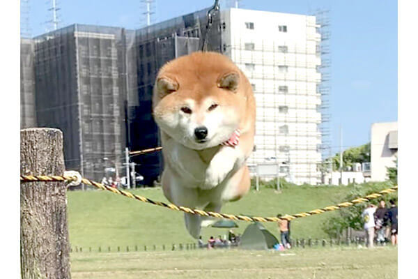 コロコロな柴犬が大ジャンプしたら 空飛ぶ一斤のパンになってた件 動画 柴犬ライフ Shiba Inu Life