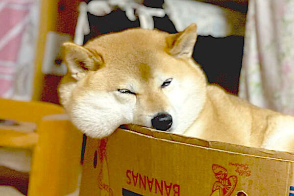リスの頬袋にはどんぐり 柴犬の頰袋には 夢と希望が詰まっている と思う だってこんなに膨らむのだから 柴犬ライフ Shiba Inu Life