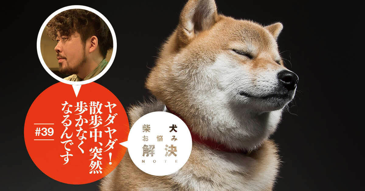 柴犬お悩み解決note 39 ヤダヤダ 散歩中 突然歩かなくなるんです ドッグトレーナー 小野洋平がズバリ回答 柴犬ライフ Shiba Inu Life