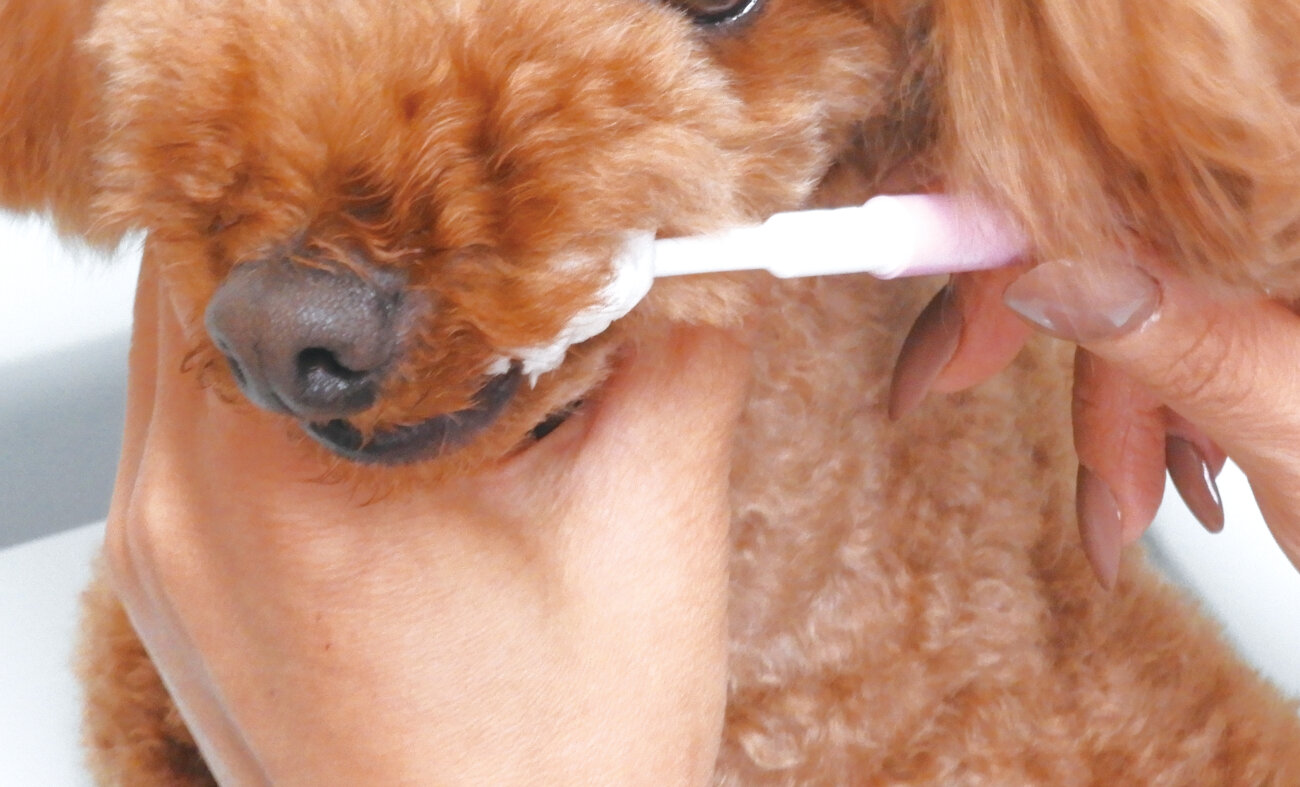 柴犬,歯みがき,ふわふわシルク歯ブラシ