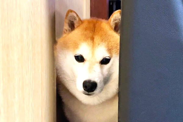 こんなはずでは…）自分のモフを過小評価し隙間に挟まってしまった柴犬