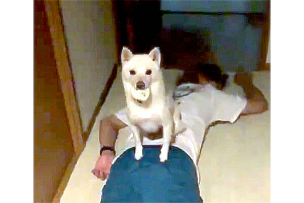 倒れたフリしてママを出迎えようとしたパパ の上に乗って おかえり した柴犬 すごく平和で最高 柴犬ライフ Shiba Inu Life