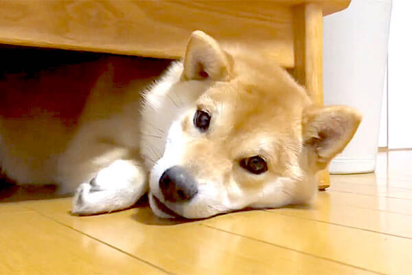 自力で出れないソファ下に強引に潜った柴犬 結局飼い主さんに救助される 全く手が焼けて可愛いんだから 動画 柴犬ライフ Shiba Inu Life