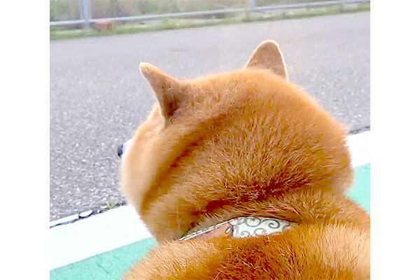 丸い 丸すぎる 柴犬の後頭部が丸すぎる それがどれだけ尊い事か教えて差し上げたい 柴犬ライフ Shiba Inu Life