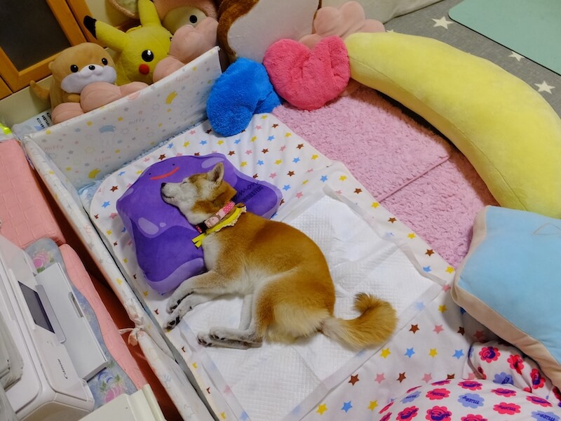 寝たきりの柴犬
