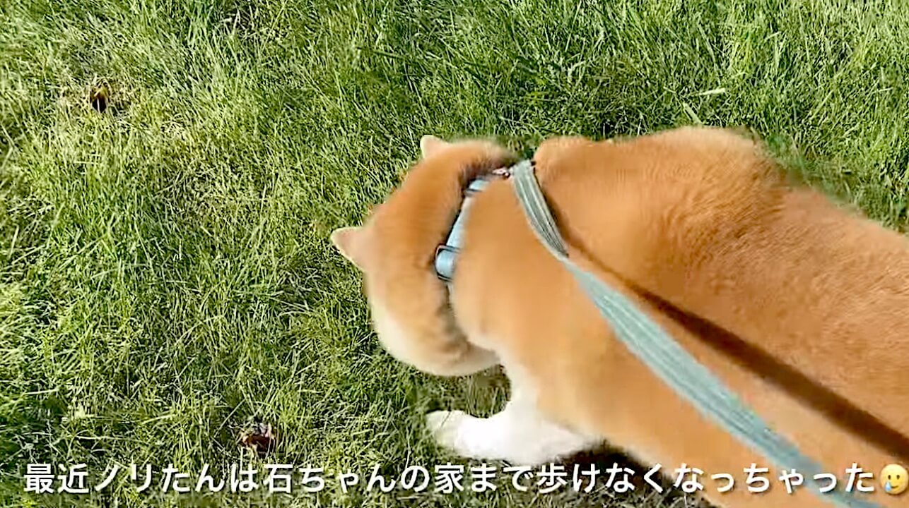 柴犬,YouTube