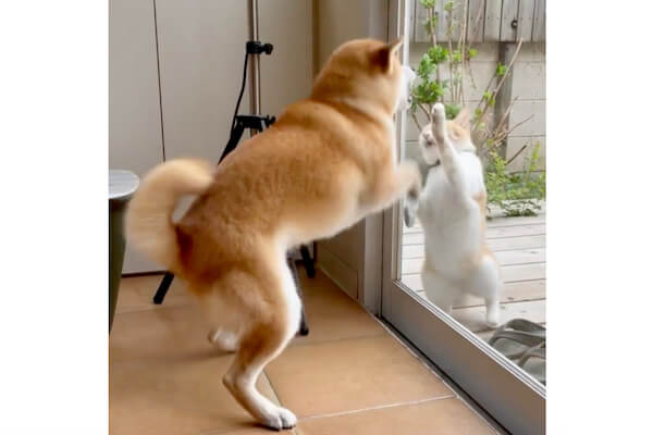 仲良し柴犬さん♡ ハイテンションな飼い主につき合ってあげる優しい柴犬！ドッグランで