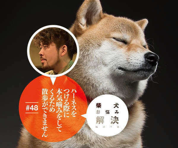 柴犬お悩み解決note 48 ハーネスをつける際に本気噛みをしてくるため散歩ができません ドッグトレーナー 小野洋平がズバリ回答 柴犬ライフ Shiba Inu Life