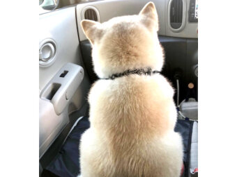 柴犬,Instagram