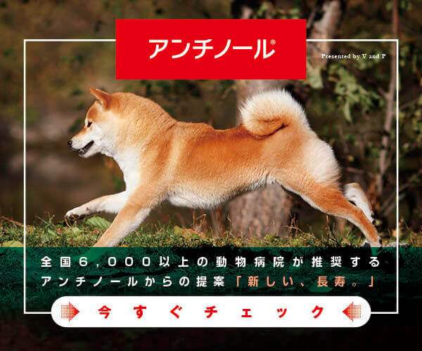 も もうちょっと見る ﾄﾞｷﾄﾞｷ ﾋﾞｸﾋﾞｸしながら虫観察する柴犬が可愛い 動画 柴犬ライフ Shiba Inu Life