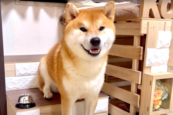 撮影中に飼い主がオナラ つられて笑っちゃう柴犬がピュアすぎて意外とホッコリ動画だった 柴犬ライフ Shiba Inu Life 撮影中に飼い主がオナラ つられて笑っちゃう柴犬がピュアすぎて意外とホッコリ動画だった 柴犬ライフ Shiba Inu Life