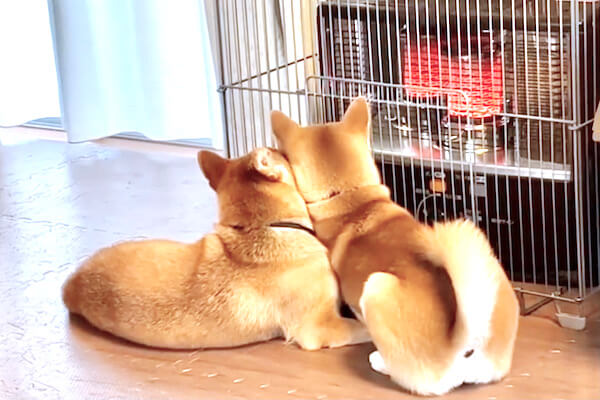どいてよ やだってば ストーブ前のモフモフ攻防戦 どうしても暖まりたい柴犬たちが可愛すぎる 動画あり 柴犬ライフ Shiba Inu Life