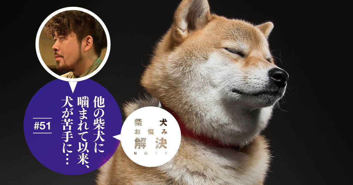 柴犬お悩み解決NOTE】#51 他の柴犬に噛まれて以来、犬が苦手に…。どうしたらまた他の子と仲良く遊べる？【ドッグトレーナー・小野洋平がズバリ回答】  | 柴犬ライフ [Shiba-Inu Life]