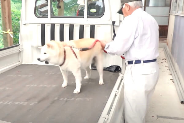 軽トラに乗って散歩に出発 おじいちゃんと相思相愛な柴犬のほのぼの日常がめちゃ尊い 動画 柴犬ライフ Shiba Inu Life