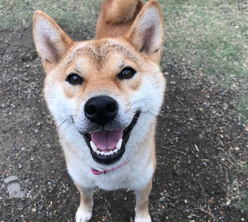 取材 3歳で初めて知った 走る喜び 今では飼い主との絆が試されるスポーツ エクストリームで全国大会入賞を果たすまでに 2紅 柴犬ライフ Shiba Inu Life