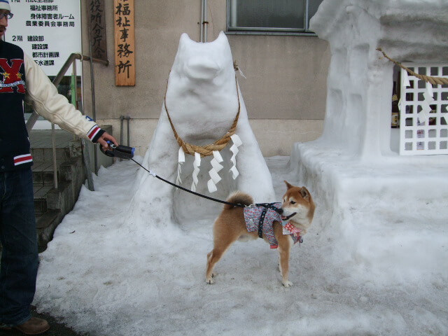 柴犬,秋田県犬っこまつり