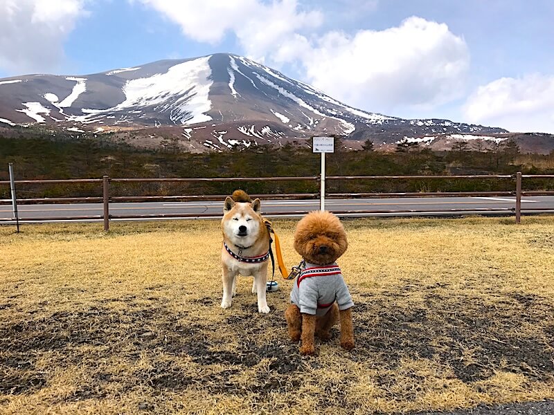柴犬,トイプードル,浅間山