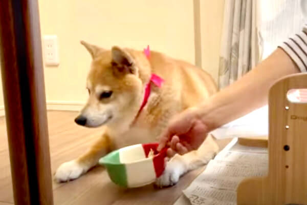 そんなんいらんし 豚まんをもらえず盛大に拗ね散らかす柴犬 大好物のお芋を前にしてもこの態度 動画 柴犬ライフ Shiba Inu Life