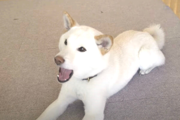 ニャオーン どうしても鳴き声が猫っぽくなっちゃう柴犬 本犬は自信満々なのがまた可愛い 動画 柴犬ライフ Shiba Inu Life ニャオーン どうしても鳴き声が猫っぽくなっちゃう柴犬 本犬は自信満々なのがまた可愛い 動画 柴犬ライフ Shiba Inu Life