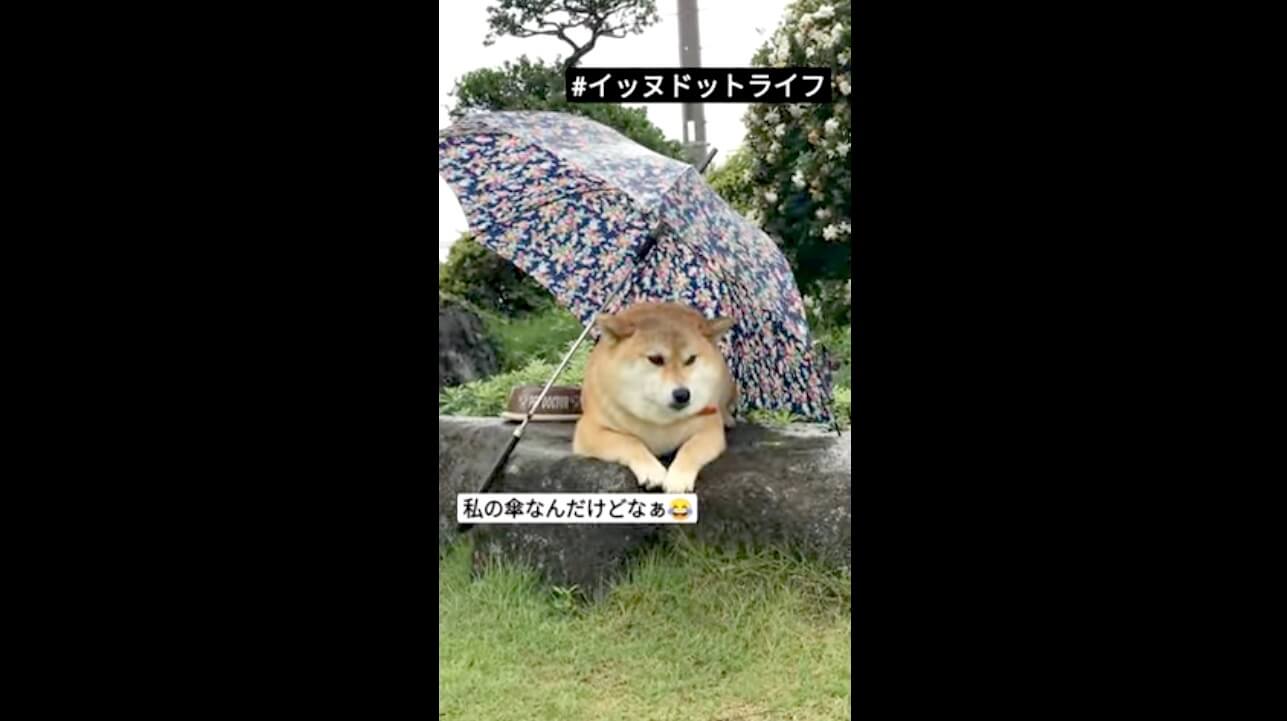 柴犬ライフ