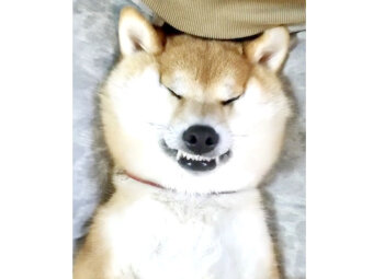 柴犬,Instagram