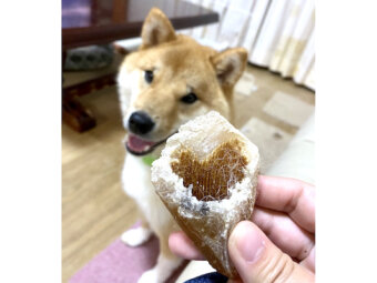 柴犬,Twitter