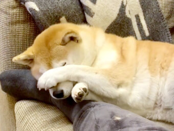柴犬,YouTube
