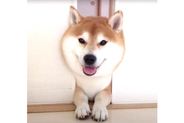 ねぇ面白い 面白いでしょ 顔のモフを強調しながら挟まる柴犬 完全にリアクション待ちしてて笑う 動画 柴犬ライフ Shiba Inu Life