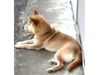 柴犬,YouTube