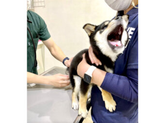 柴犬,Instagram