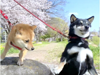 柴犬,Instagram