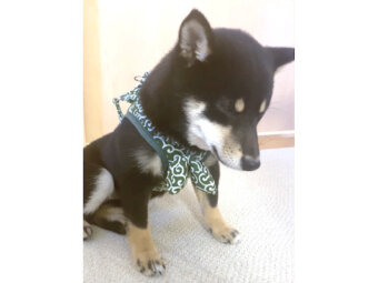 柴犬,Instagram