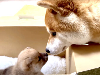 柴犬,YouTube