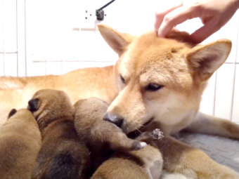 柴犬,YouTube