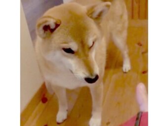 柴犬,YouTube