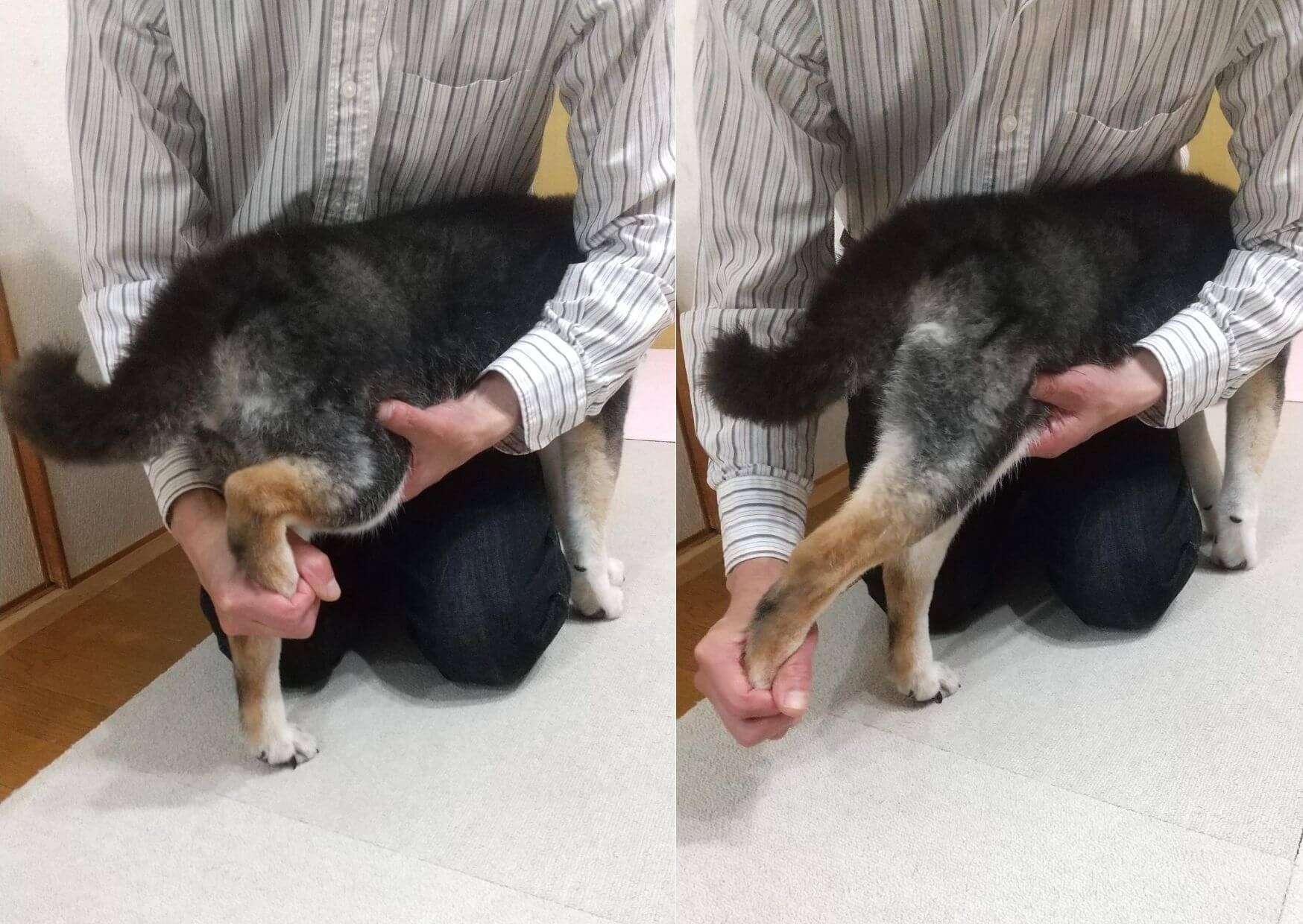 取材 10歳で歩行困難になるも12歳で再び歩けるように 16歳の菊ちゃんの長寿の秘訣はパパの あんよ体操 26菊 柴犬ライフ Shiba Inu Life