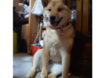 柴犬