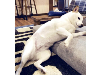 柴犬,Instagram