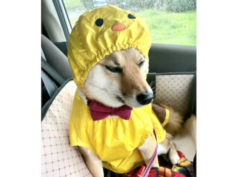 柴犬,Instagram