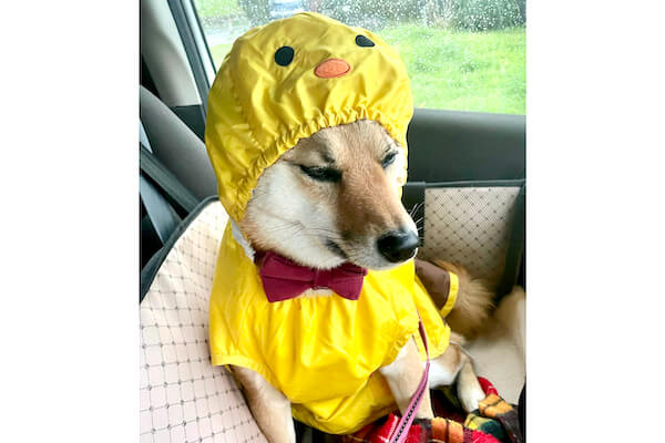 ヒヨコ風コスチュームで雨降り散歩に挑もうとしてる柴犬の哀愁がヤバい