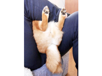 柴犬,Instagram